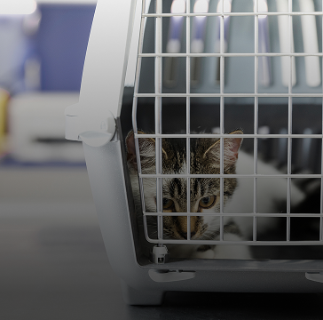 PETS AS CHECKED BAGGAGE (avih)